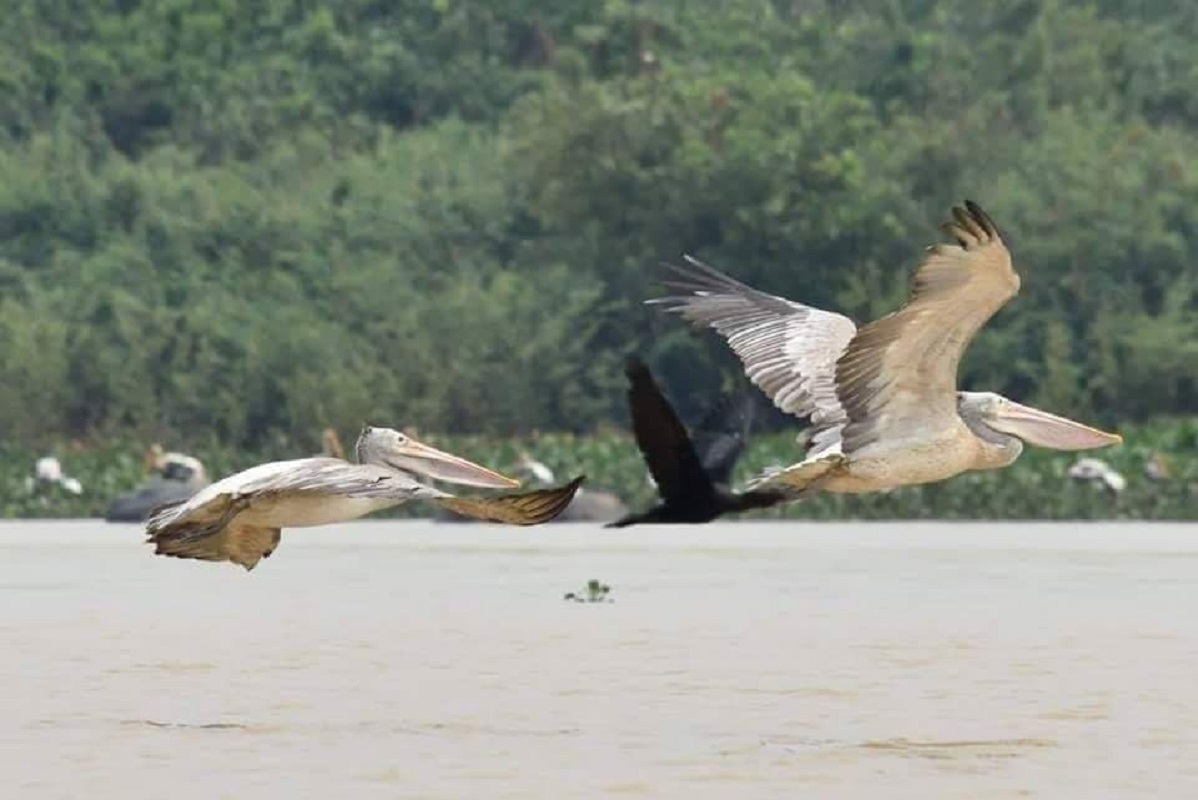 ទិដ្ឋភាពសត្វ ក្នុងធម្មជាតិ នៅក្នុងតំបន់រ៉ាមសារព្រែកទាល់ ខេត្តបាត់ដំបង។ រូបភាពដោយប្រធានមន្ទីរបរិស្ថានខេត្ត បាត់ដំបង 1 (3)_1646647518