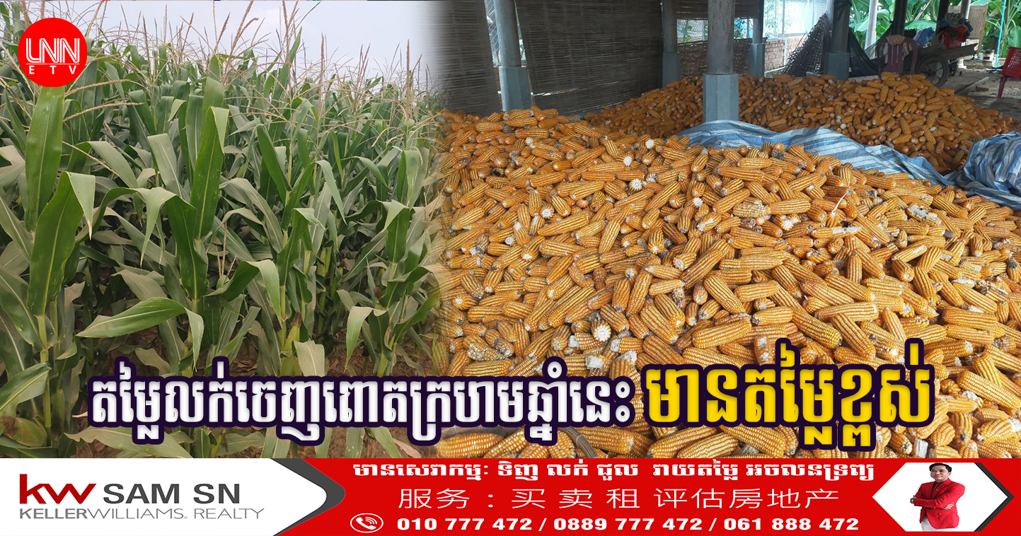 អ្នកស្រុកក្រូចឆ្មារថា តម្លៃលក់ចេញពោតក្រហមឆ្នាំនេះ មានតម្លៃខ្ពស់