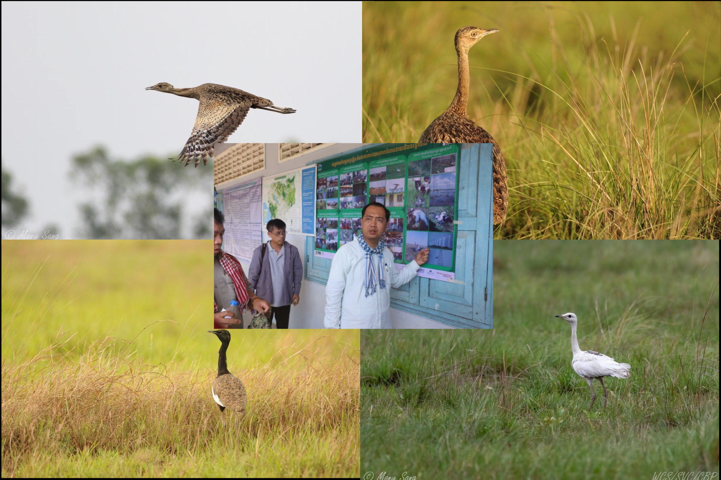 កម្ពុជាជំរុញការអភិរក្សសត្វខ្សឹប ឬ ក្ងោកទេព ឬ ទ្រមាក់អណ្ដើក សំដៅបង្កើនធនធានជីវៈចម្រុះ និងបម្រើដល់វិស័យអេកូទេសចរណ៍