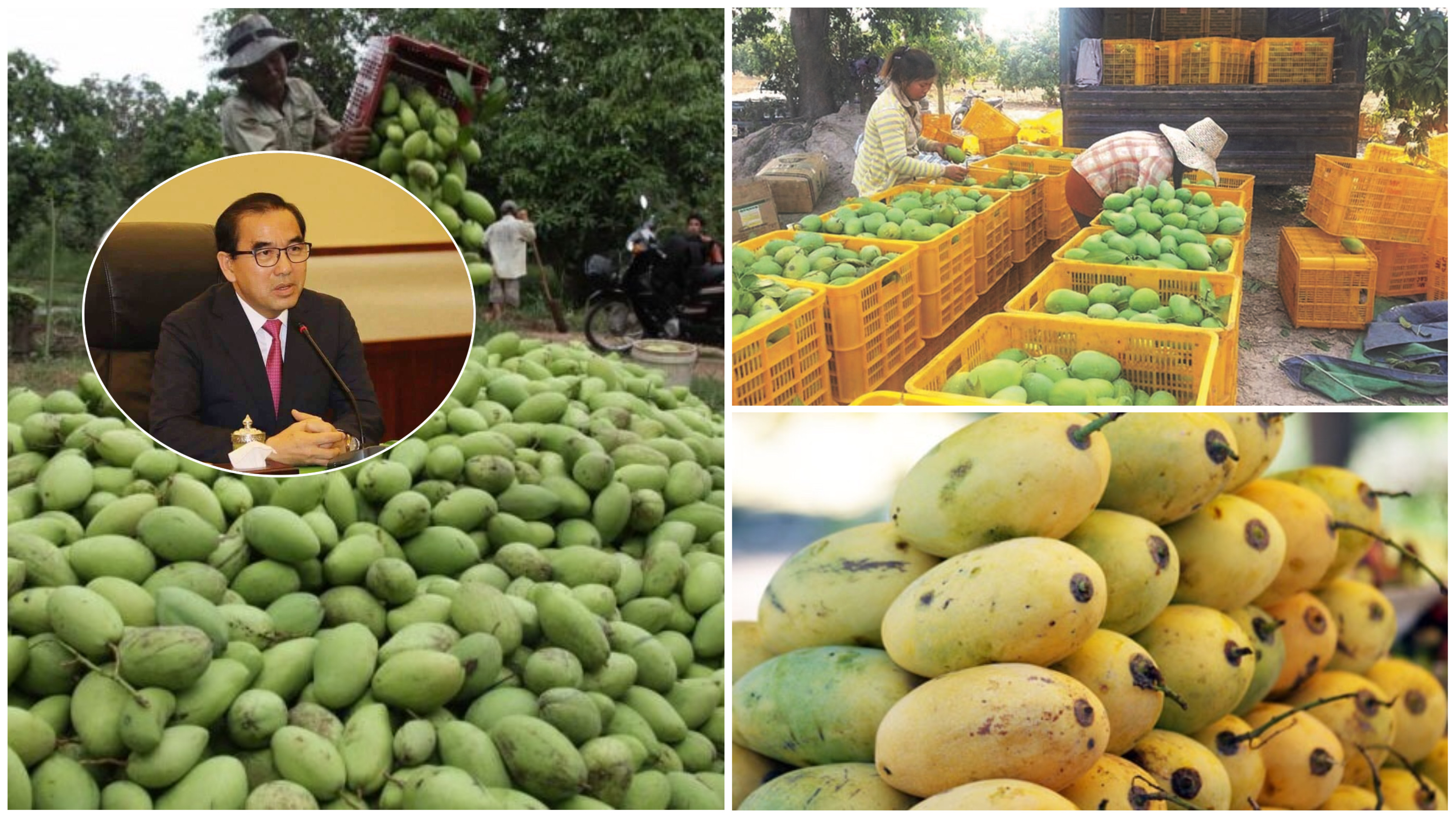 មិនមែនស្វាយខ្មែរគ្មានទីផ្សារទេ តែព្រោះមូលហេតុទាំង៩នេះ ទើបស្វាយខ្មែរនាំចេញមិនកើតស្ទើររាល់ឆ្នាំ