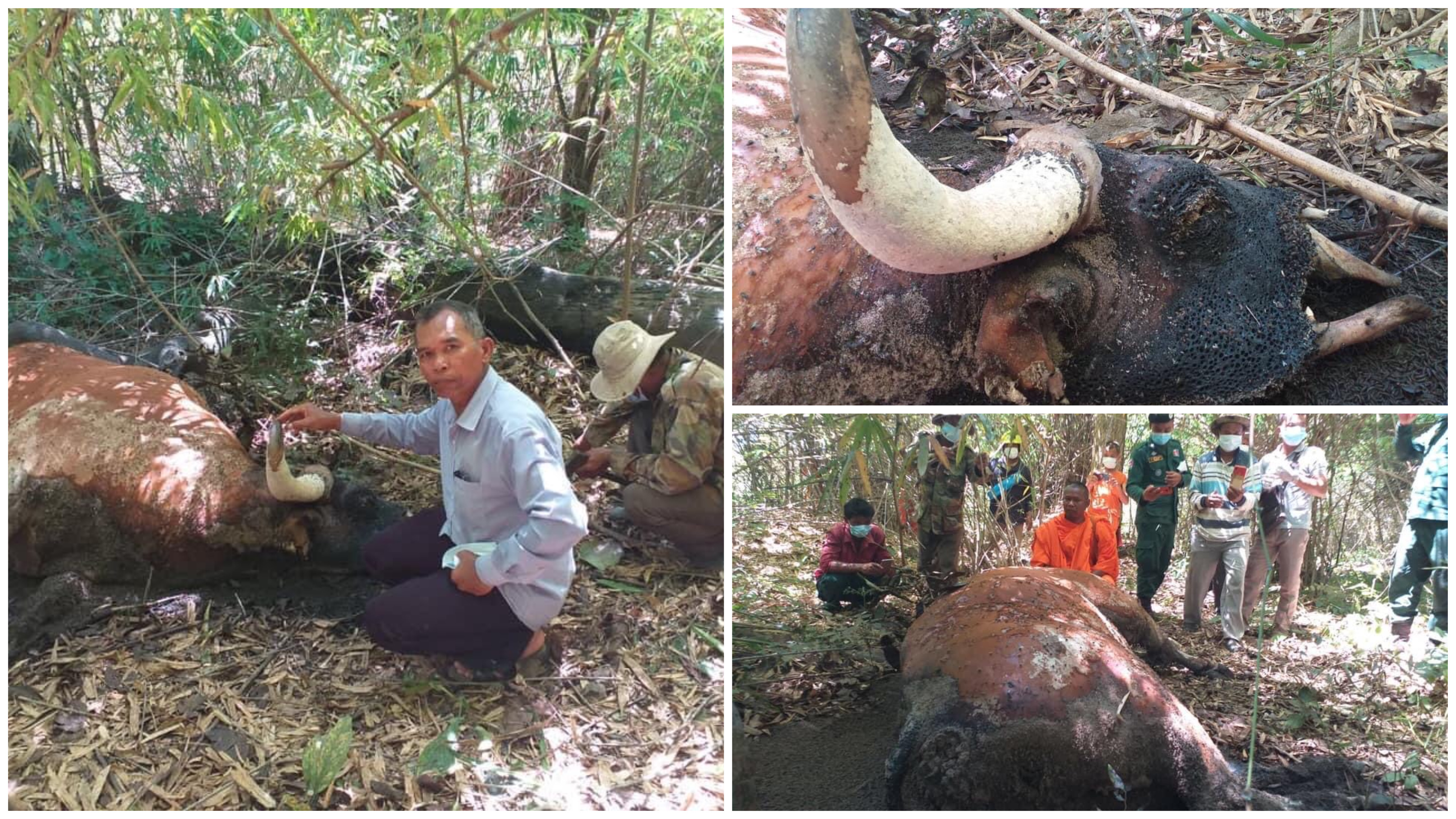 សត្វទន្សោងឈ្មោលមួយក្បាលត្រូវបានរកឃើញថា ស្លាប់ក្នុងសភាពស្អុយរលួយ