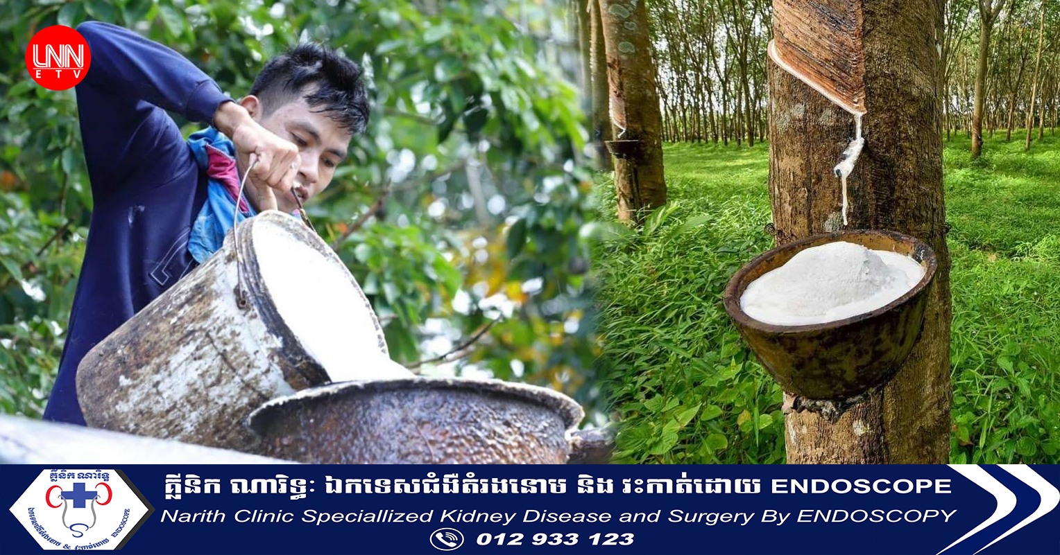 កម្ពុជា រកចំណូលបានជាង៤០០លានដុល្លារ ពីការនាំចេញកៅស៊ូ