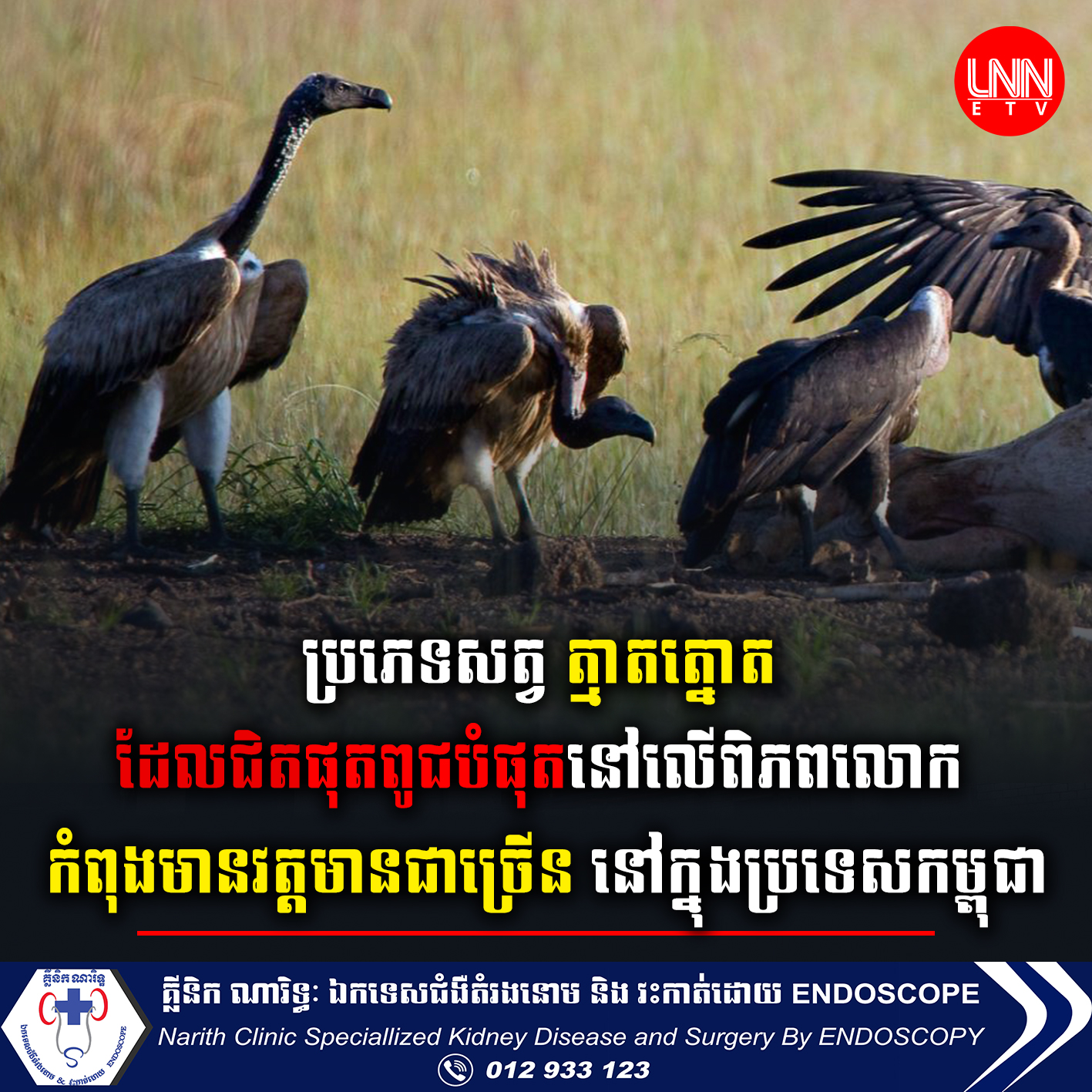 ប្រភេទសត្វ ត្មាតត្នោត ជិតផុតពូជបំផុតនៅលើពិភពលោក កំពុងមានវត្តមាននៅក្នុងប្រទេសកម្ពុជា