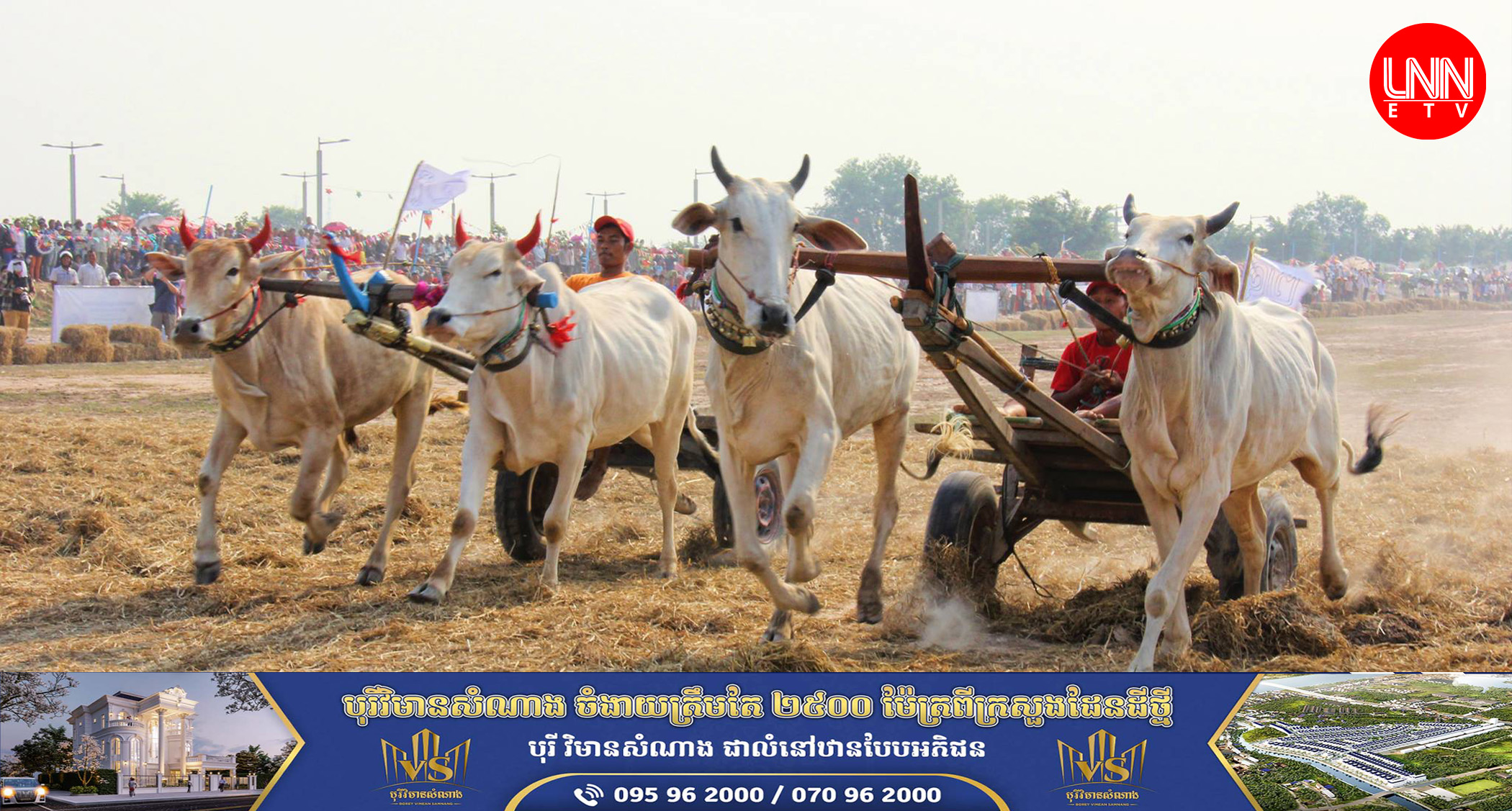 ការប្រណាំងរទេះគោ បានទាក់ទាញអ្នកមកទស្សនា រាប់រយនាក់