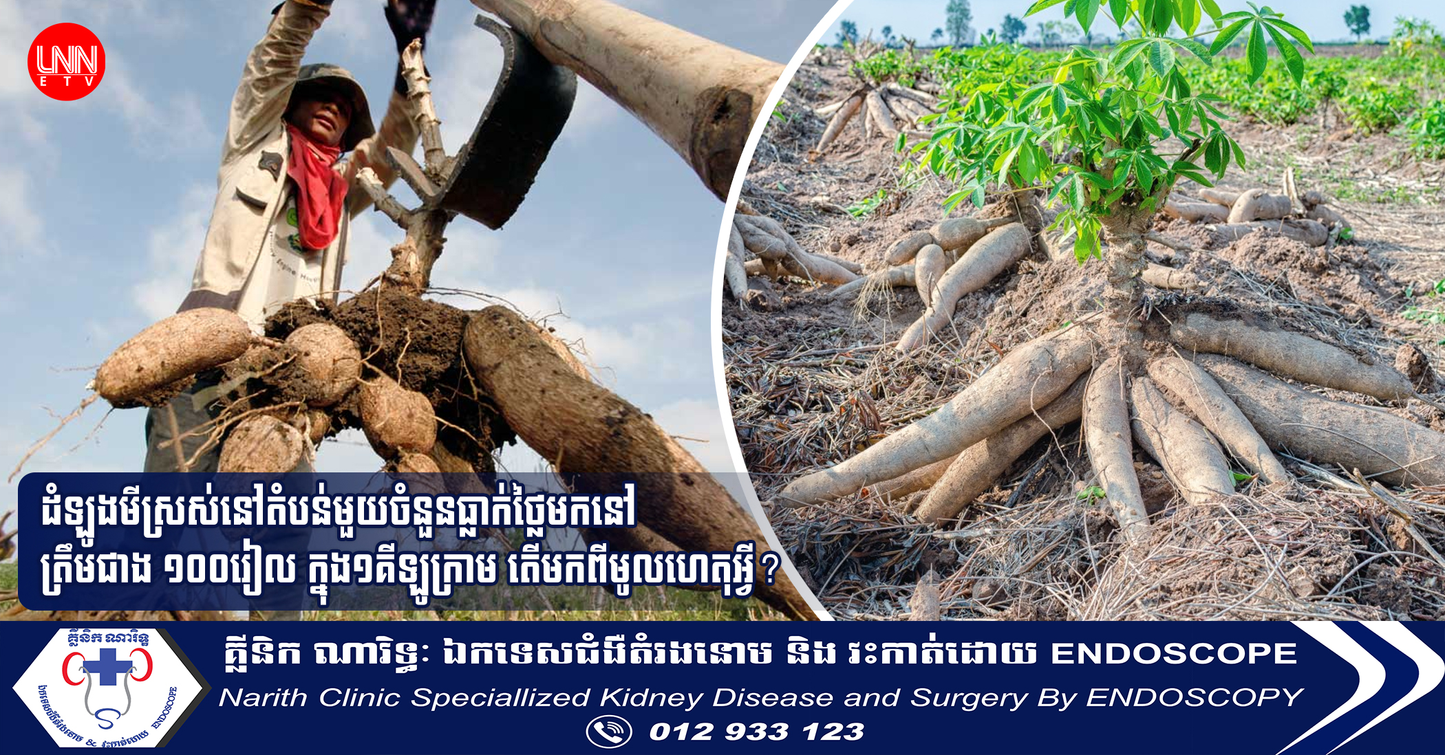 ដំឡូងមីស្រស់នៅតំបន់មួយចំនួនធ្លាក់ថ្លៃមកនៅត្រឹមជាង ១០០រៀល ក្នុង១គីឡូក្រាម តើមកពីមូលហេតុអ្វី?