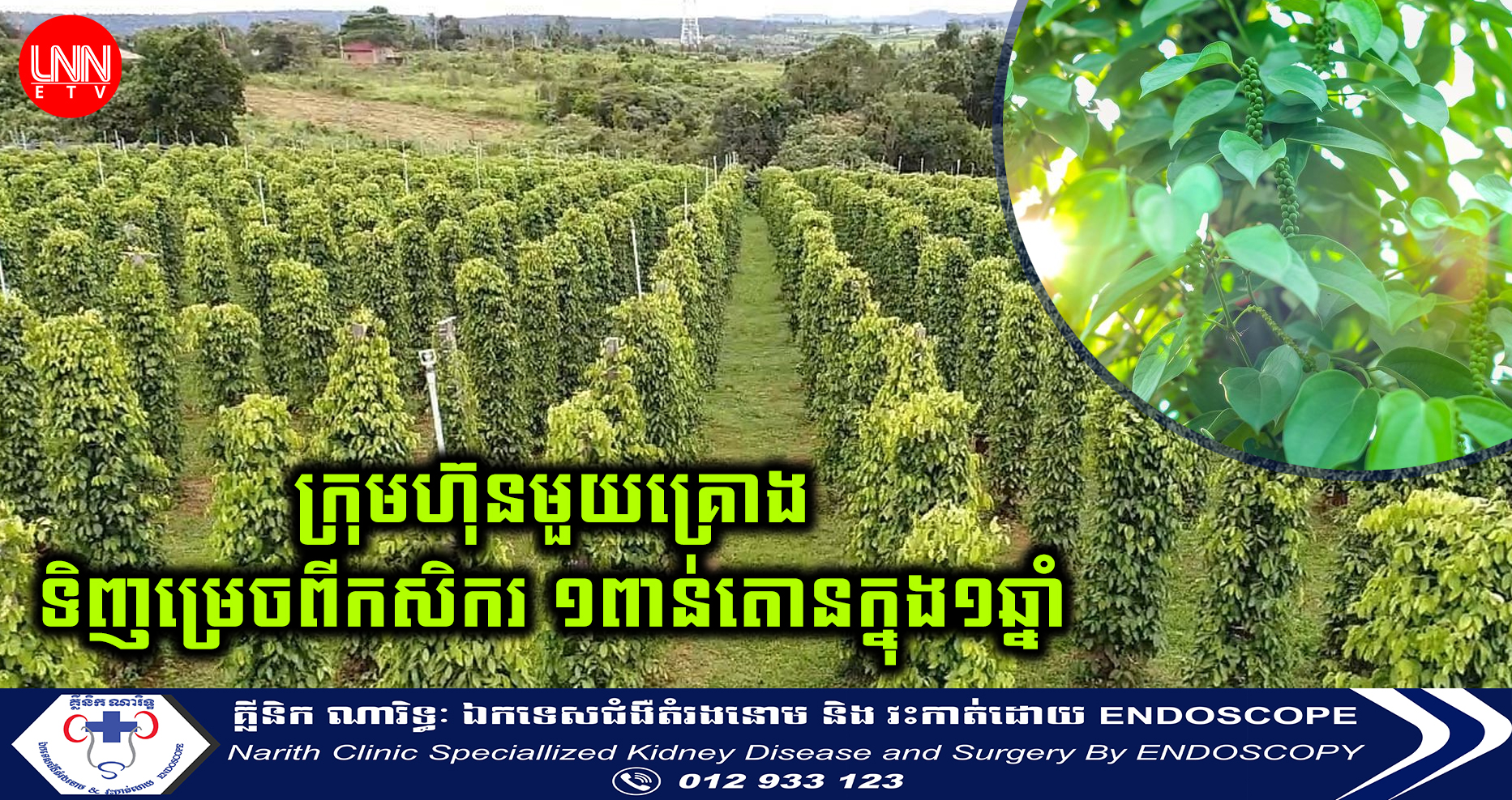 ក្រុមហ៊ុនមួយគ្រោងទិញម្រេចពីកសិករ ១ពាន់តោនក្នុង១ឆ្នាំ ដើម្បីកែច្នៃ និងនាំចេញនៅឆ្នាំ២០២៥