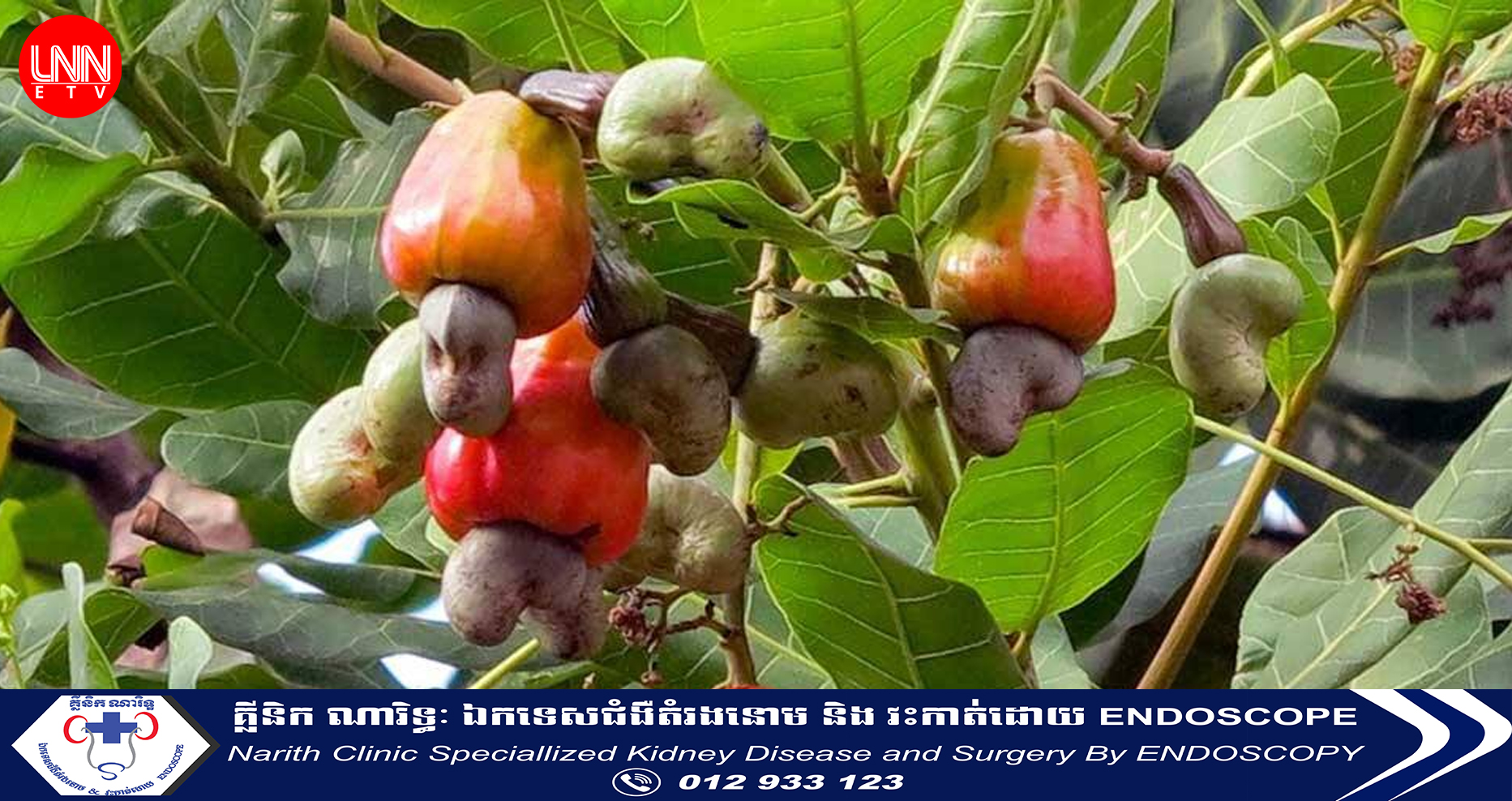 ​ក្រសួងកសិកម្ម បាន​ចុះបញ្ជី​ការពារ​ពូជ​ស្វាយចន្ទី​ចំនួន ​៤ ​ប្រភេទ ដែល​ទើបតែ​ត្រូវបាន​អ្នកជំនាញ​រកឃើញ​