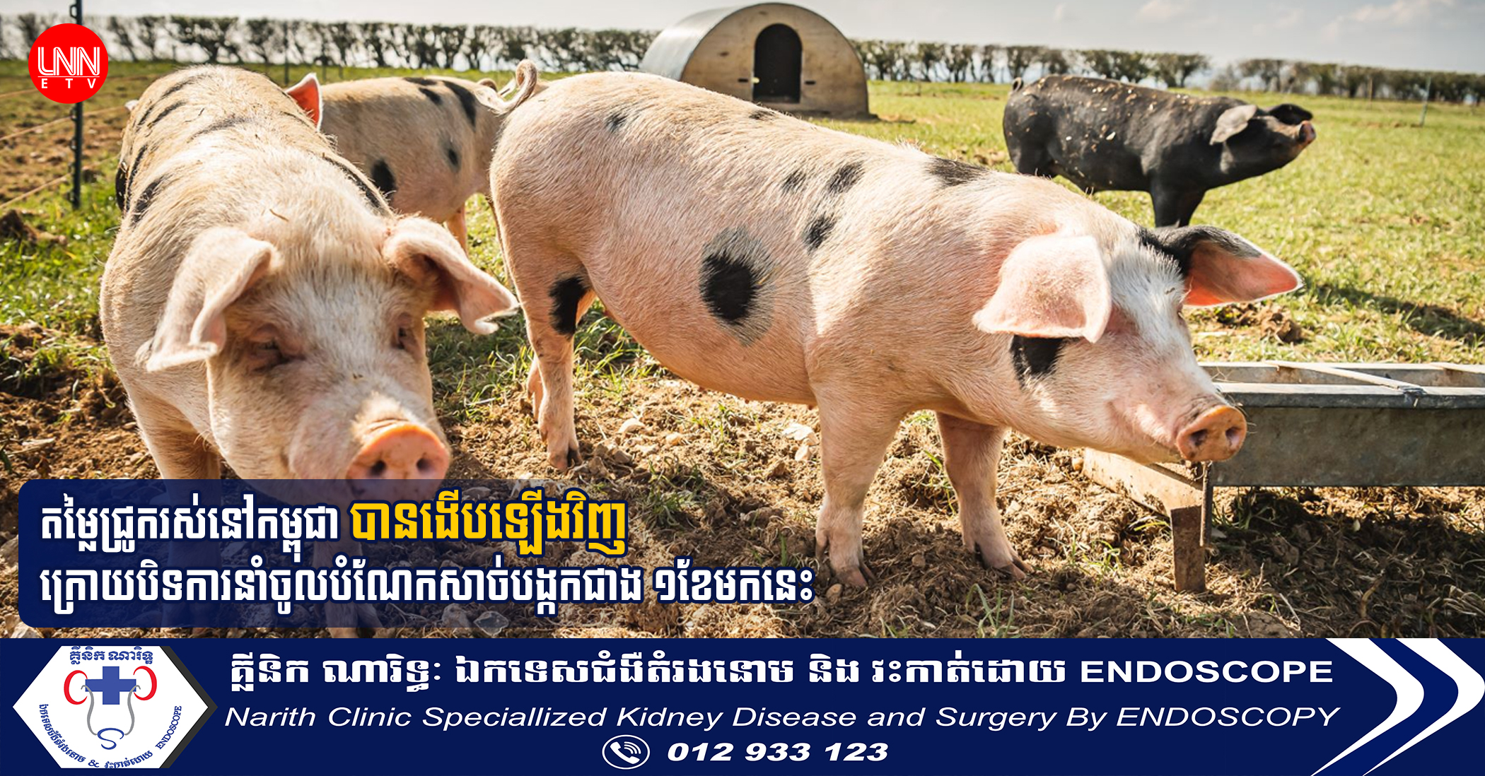 តម្លៃជ្រូករស់នៅកម្ពុជា បានងើបឡើងវិញ ក្រោយបិទការនាំចូលបំណែកសាច់បង្កកជាង១ខែមកនេះ